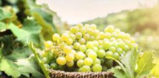 Agricoltura: a Bari buyer esteri alla scoperta dell’uva da tavola italiana