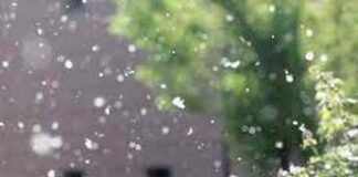 Allarme allergie: “Con la crisi climatica durano 45 giorni in più”