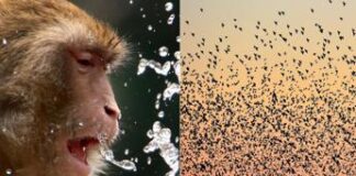 Anche gli animali si ‘sbronzano’, dalle scimmie agli uccelli ecco come assumono alcol