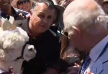 Australia, alpaca starnutisce addosso a re Carlo: l’esilarante reazione del sovrano – Video