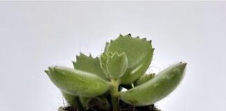 Canapa e altre fibre naturali, con Roger il vaso biodegradabile ed economico