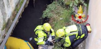 Capriolo finisce nel Naviglio, salvato da vigili del fuoco – Video