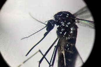 Dengue, in Italia quasi 700 casi in 2024. Torna allarme zanzare, Bassetti: “Momento di agire”