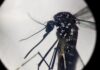 Un caso di Dengue segnalato a Vicenza: scatta la disinfestazione straordinaria Dengue a Vicenza