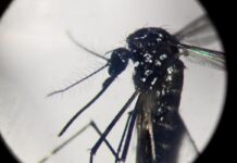 Dengue, in focolai in Italia prevale trasmissione a breve distanza: entro 400 metri