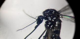 Un caso di Dengue segnalato a Vicenza: scatta la disinfestazione straordinaria Dengue a Vicenza
