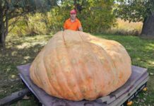 Ecco Rudy, la zucca più grande del mondo: pesa oltre 1 tonnellata