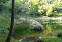 Escursioni e relax al Parco Natura Aganè di Monte di Malo, immaginando creature del bosco Il laghetto del Parco Natura Aganè. Foto: Marta Cardini