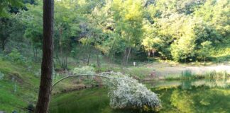 Escursioni e relax al Parco Natura Aganè di Monte di Malo, immaginando creature del bosco Il laghetto del Parco Natura Aganè. Foto: Marta Cardini