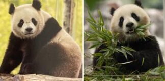 La Cina e l’intramontabile diplomazia dei panda: due ‘nuovi arrivi’ negli Usa