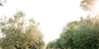 Matrimoni, tutti pazzi per l’Italia: wedding tourism un fatturato di oltre 800 mln euro