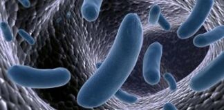 Melanoma, immunoterapia sì o no? Batteri intestinali spia per prevedere l’efficacia