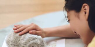 Moflin, Casio lancia in Giappone il cucciolo robot pensato per le coccole