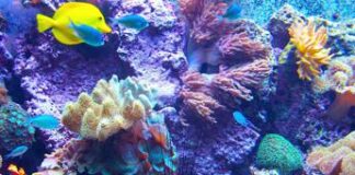 Negli ultimi 50 anni vertebrati selvatici in calo del 73%, allarme Wwf