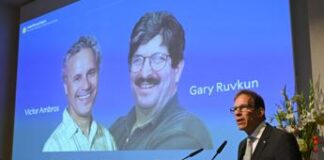 Nobel Medicina 2024 a Victor Ambros e Gary Ruvkun per la scoperta del microRna