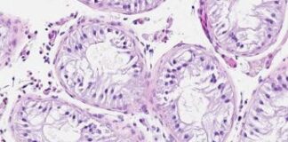 Nobel Medicina, il premio ai microRna: evidenziatori nel manuale d’istruzioni delle cellule