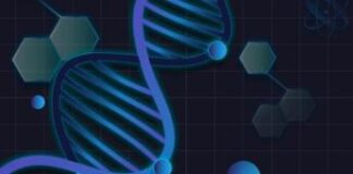 Prima mappa del cervello adulto, svelata la rete di neuroni e sinapsi