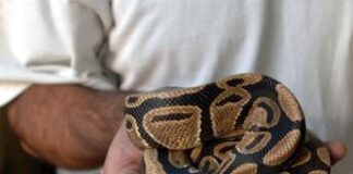 Roma, pitone reale sul marciapiede a Ponte Mammolo