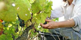 Servizio civile agricolo, oggi esce il bando: quali sono le prime informazioni