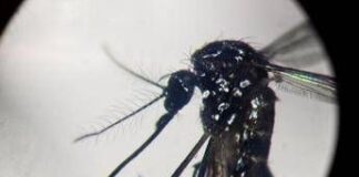 West Nile, Pregliasco: “Casi reali? Fino a 150 in più. Picco verso metà agosto”