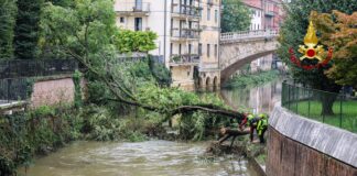 Vicenza. Tre alberi di traverso sul Retrone: i Vigili del fuoco al lavoro per rimuoverli  I vigli del fuoco al lavoro sul Retrone per rimuovere i tre alberi caduti