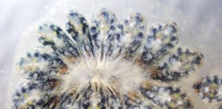 Da un invertebrato della Laguna Veneta nuove risposte per Alzheimer e Parkinson Alzheimer