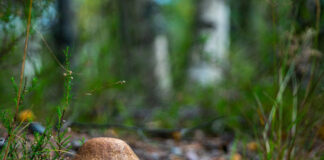 Dal bosco al cuore di Vicenza: due giorni dedicati ai funghi con caccia al tesoro e una mostra. Focus sulle specie velenose e mortali mostra di funghi a Vicenza