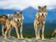 Lupi, Regione Veneto destina risorse a favore degli allevatori per il mantenimento dei cani da guardiania lupi in veneto proiettili gomma