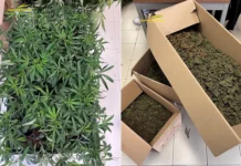 Marijuana nel Vicentino, in un casolare di Monte di Malo una “fabbrica” di erba marijuana nel vicentino cascina monte di malo