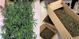Marijuana nel Vicentino, in un casolare di Monte di Malo una “fabbrica” di erba marijuana nel vicentino cascina monte di malo