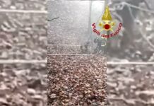 Il cane Lampo recuperato dai vigili del fuoco dopo la caduta in un dirupo di oltre 40 metri nella Valgadena tra Enego e Foza Cane recuperato dai vigili del fuoco