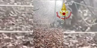 Il cane Lampo recuperato dai vigili del fuoco dopo la caduta in un dirupo di oltre 40 metri nella Valgadena tra Enego e Foza Cane recuperato dai vigili del fuoco