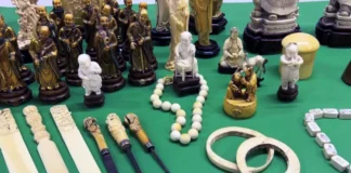 Vendita irregolare di avorio: sequestri dei carabinieri nei mercatini dell’antiquariato della Provincia di Vicenza sequestro avorio vicenza
