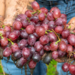 Lavoro nero per la vendemmia 2024 nel Vicentino: Guardia di finanza scopre 5 posizioni irregolari guardia di finanza di vicenza vicentino droga lavoro nero