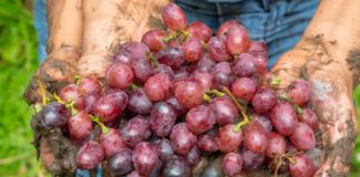 Lavoro nero per la vendemmia 2024 nel Vicentino: Guardia di finanza scopre 5 posizioni irregolari guardia di finanza di vicenza vicentino droga lavoro nero