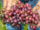 Vendemmia Solidale, raccolti 78 quintali d’uva per sostenere Il Filo di Simo Vendemmia Solidale per Il Filo di Simo