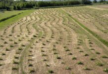 Bosco Moranzani a Mira, la foresta accessibile di Volksbank compie due anni: catturate 102 tonnellate di CO2 Bosco Moranzani