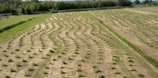 Bosco Moranzani a Mira, la foresta accessibile di Volksbank compie due anni: catturate 102 tonnellate di CO2 Bosco Moranzani