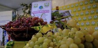 Coldiretti, 1 azienda agricola su 4 guidata da donne, 13mila under 35