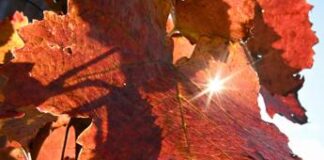 Dal gelo all’autunno mite, altro ribaltone meteo in vista: le previsioni