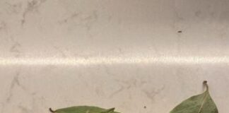 Dall’antica Roma al menù stellato, 10 motivi che rendono l’alloro campione proprietà benefiche