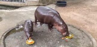 Elezioni Usa, la previsione dell’ippopotamo star dei social: “Vince Trump” – Video