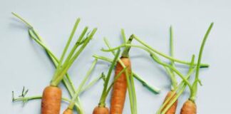 Escherichia coli, alert Usa: epidemia da carote bio, 39 casi e un decesso