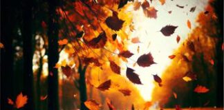 Estate di San Martino: quand’è, cos’è e cosa dice la leggenda