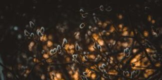 Le proteine blu per la transizione ecologica