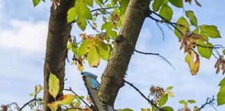 Motosega a batteria STIGA CS 100e: la recensione