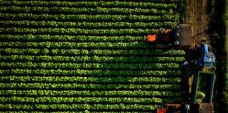 Philip Morris Italia, Coldiretti: da accordo decennale più certezze e programmazione filiera