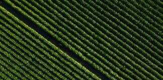 Philip Morris Italia, con Masaf nuovo accordo a sostegno filiera: investimenti 1 mld fino al 2034