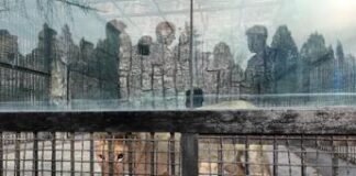 Putin e il regalo all’amico Kim: leoni, orsi e yak da esporre allo zoo di Pyongyang