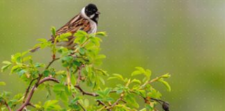 Rapporto Etifor, tutela della biodiversità è una responsabilità condivisa